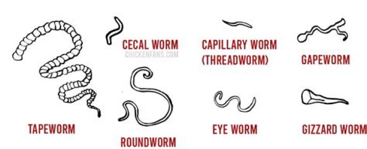 What are capillary worms?