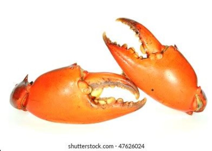 What are crab pincers?