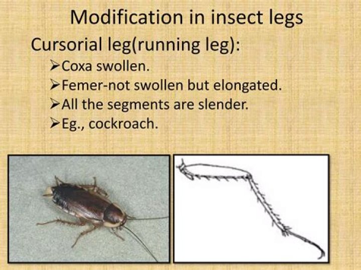 What are cursorial legs?