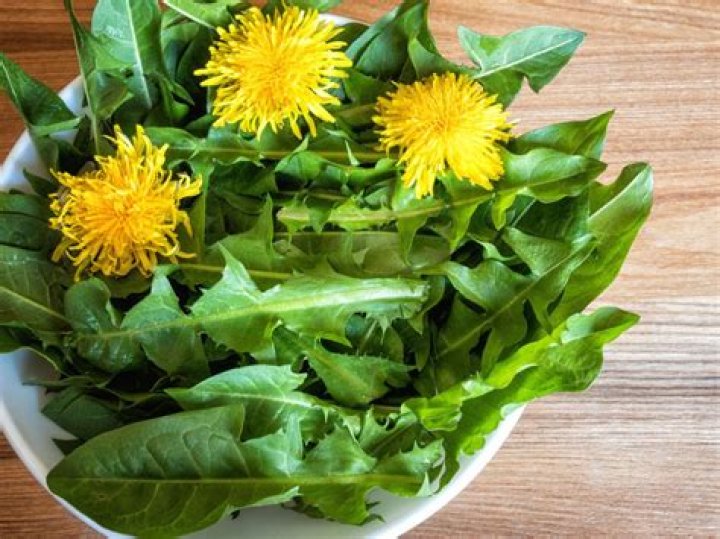 What are dandelions good for?