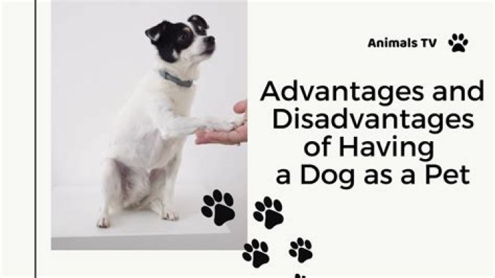 What are disadvantages of having a dog?