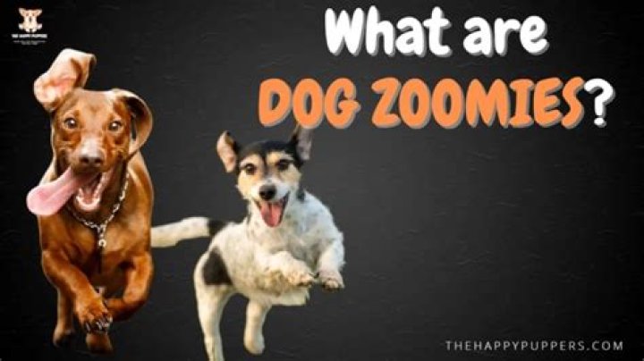What are dog Zoomies?
