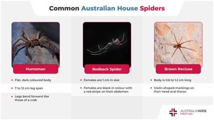 What are house spiders attracted to?
