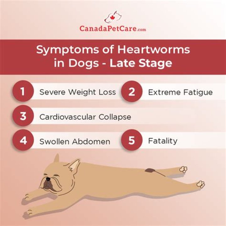 What are symptoms of heartworms in dogs?