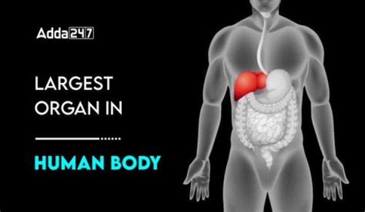 What are the 3 largest organs?