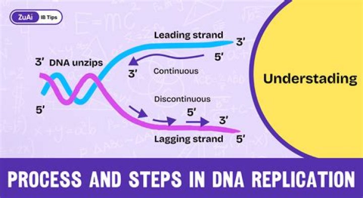 What are the 7 steps of DNA replication?