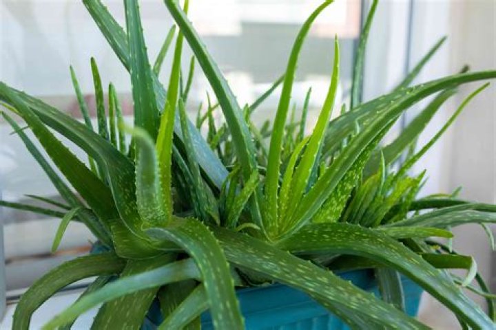 What are the benefits of having an aloe vera plant?