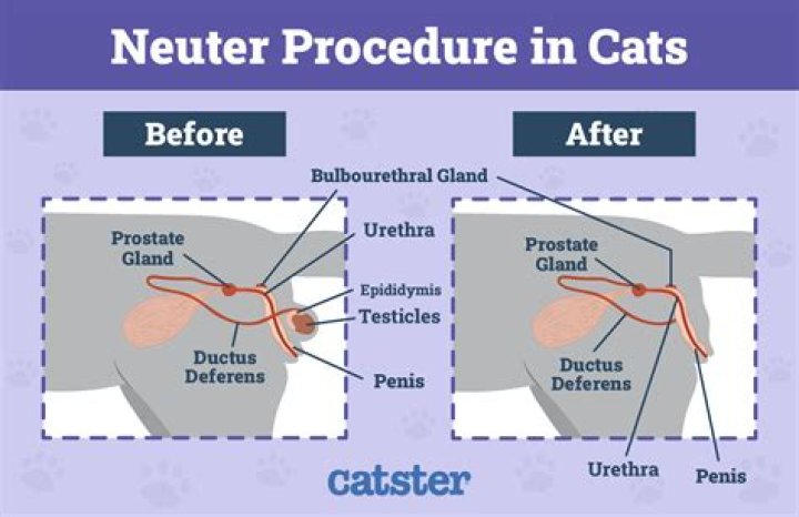 What are the benefits of neutering a male cat?