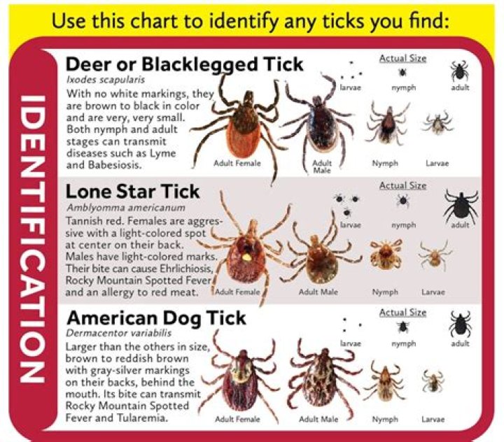 What are the chances of Lyme disease from a tick bite?