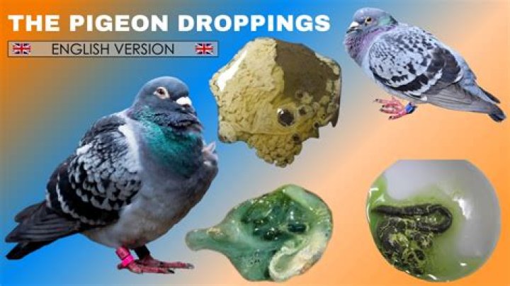 What are the dangers of bird droppings?