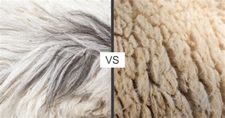 What are the disadvantages of alpaca wool?
