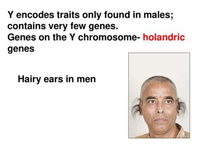 What are the Holandric gene?
