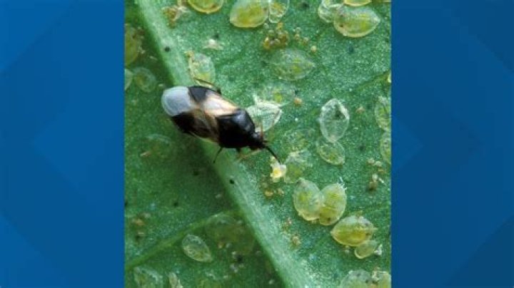 What are the little bugs in sugar?