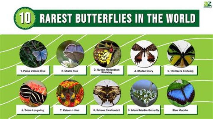 What are the rarest butterfly?