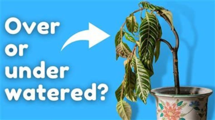 What are the signs of overwatering hydrangeas?