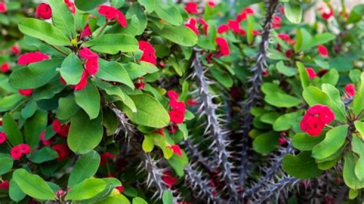 What are the thorns of death?
