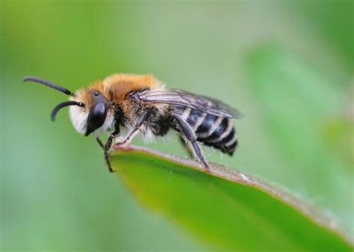 What are those tiny bees called?