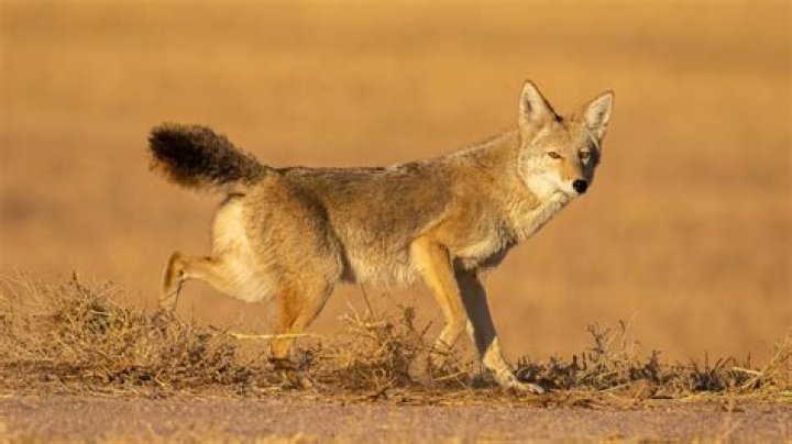 What attracts coyotes to yard?