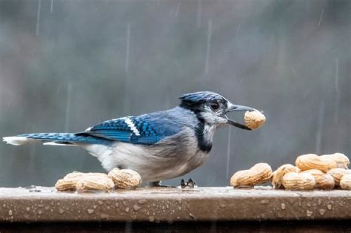 What bird will eat bees?