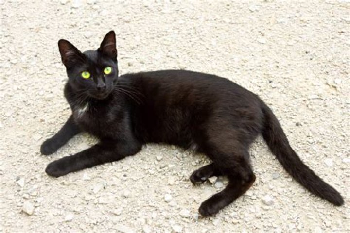 What breed are black cats with green eyes?