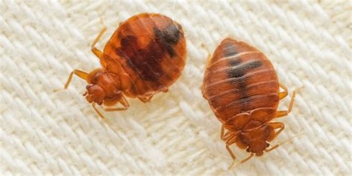 What bugs are mistaken for bedbugs?