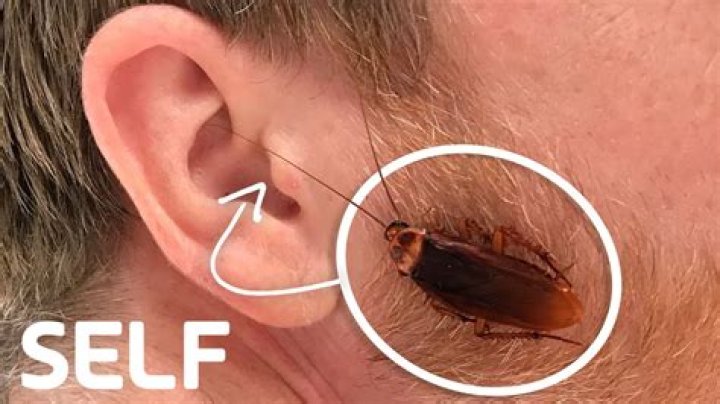 What bugs live in human ears?