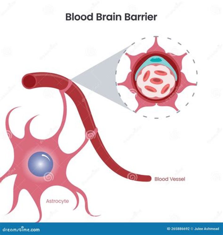 What can damage blood-brain barrier?
