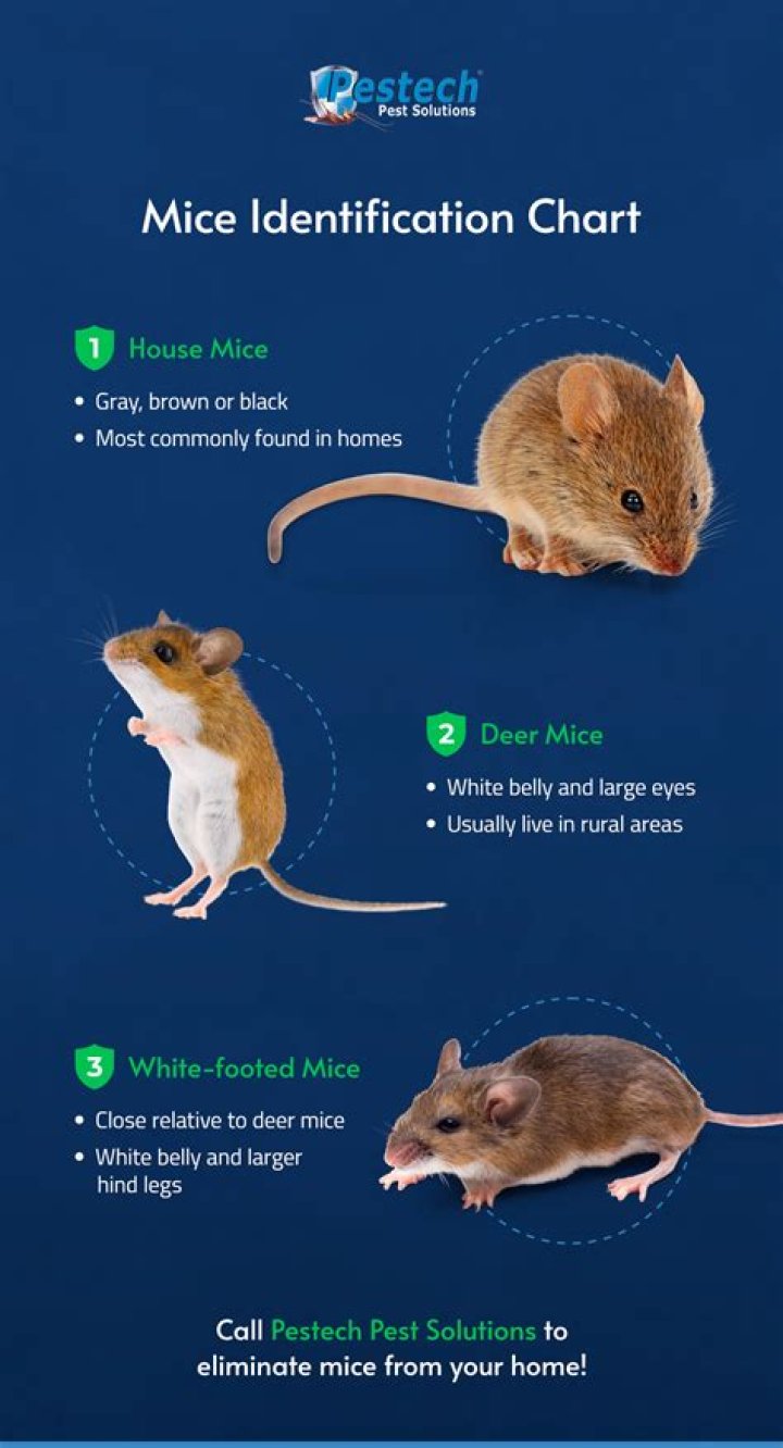 What can I sprinkle around my house for mice?