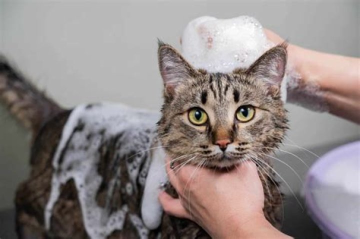 What can I use to wash my cat if I don't have cat shampoo?