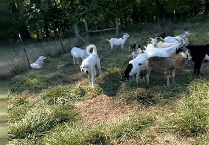 What can kill goats?