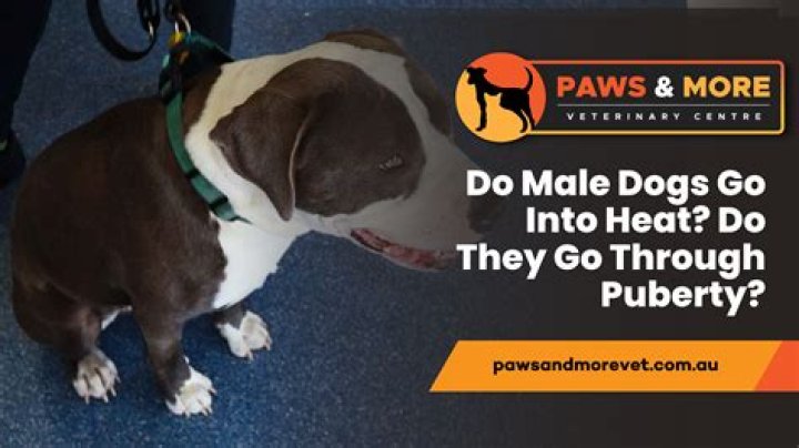 What can make a dog go crazy?