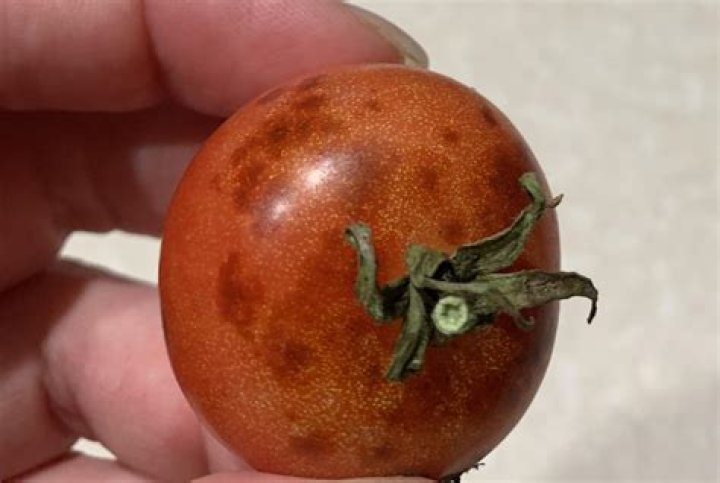 What causes black bottom on tomatoes?