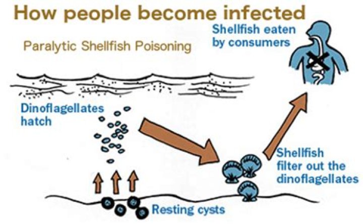 What causes paralytic shellfish poisoning?