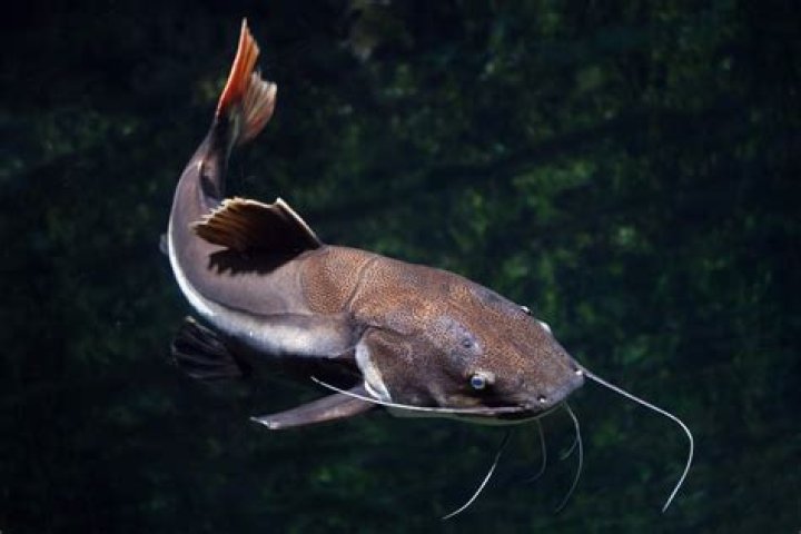What color do catfish like?