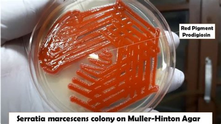 What color is Serratia marcescens?