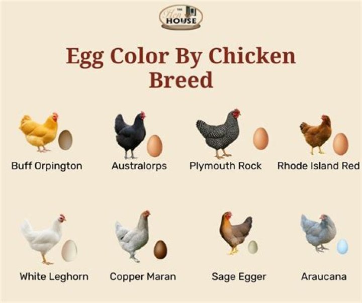 What colors do chicken see?