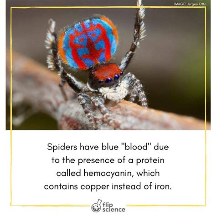 What Colour is spider blood?