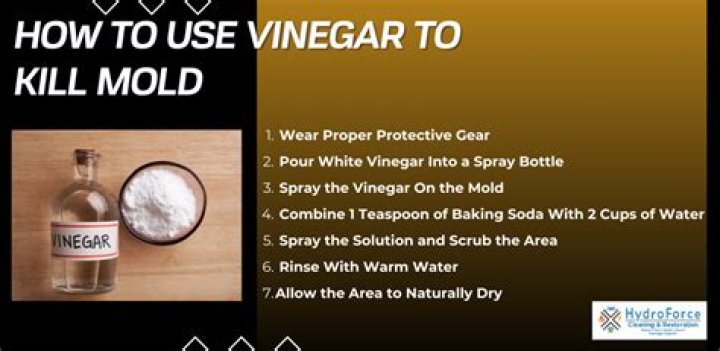 What concentration of vinegar kills mold?