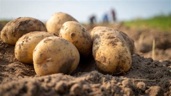 What did we eat before potatoes?