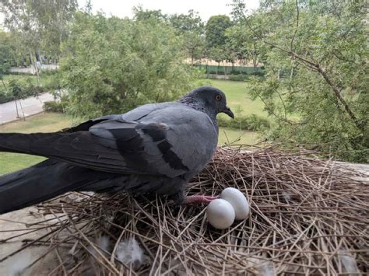 What do 3 week old pigeons eat?