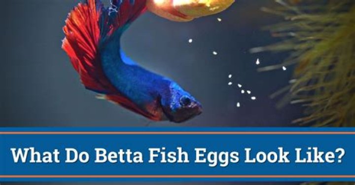 What do betta fish like to do?