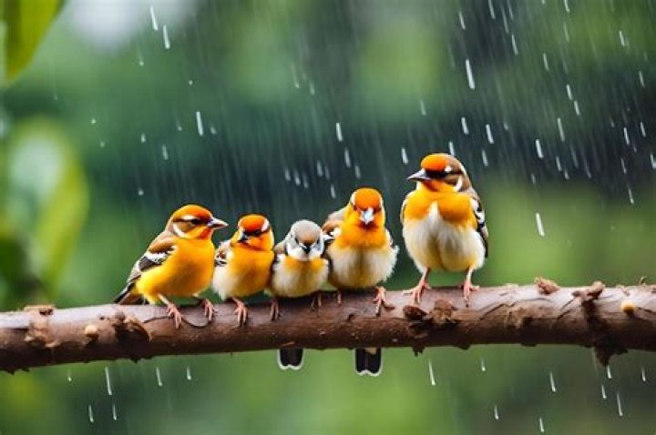 What do birds do during the rain?