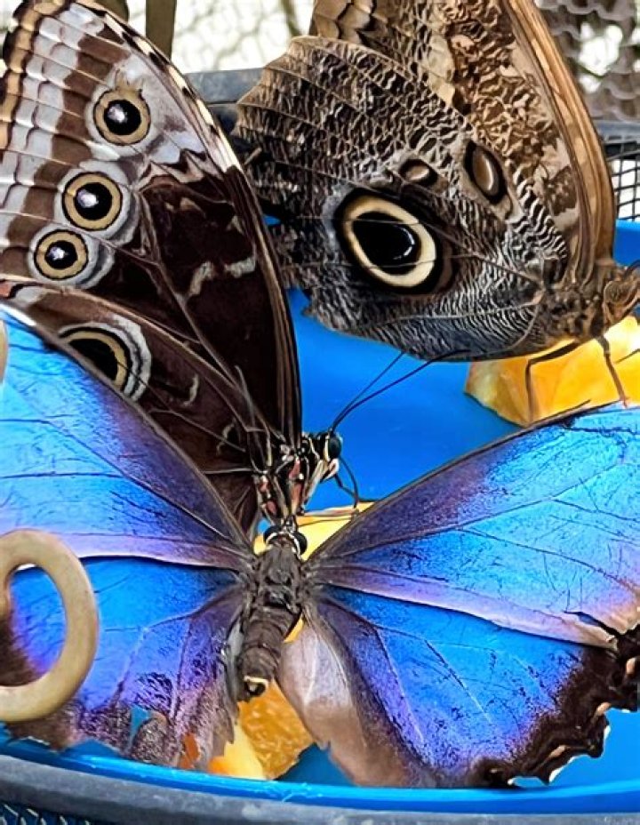 What do butterflies symbolize in France?