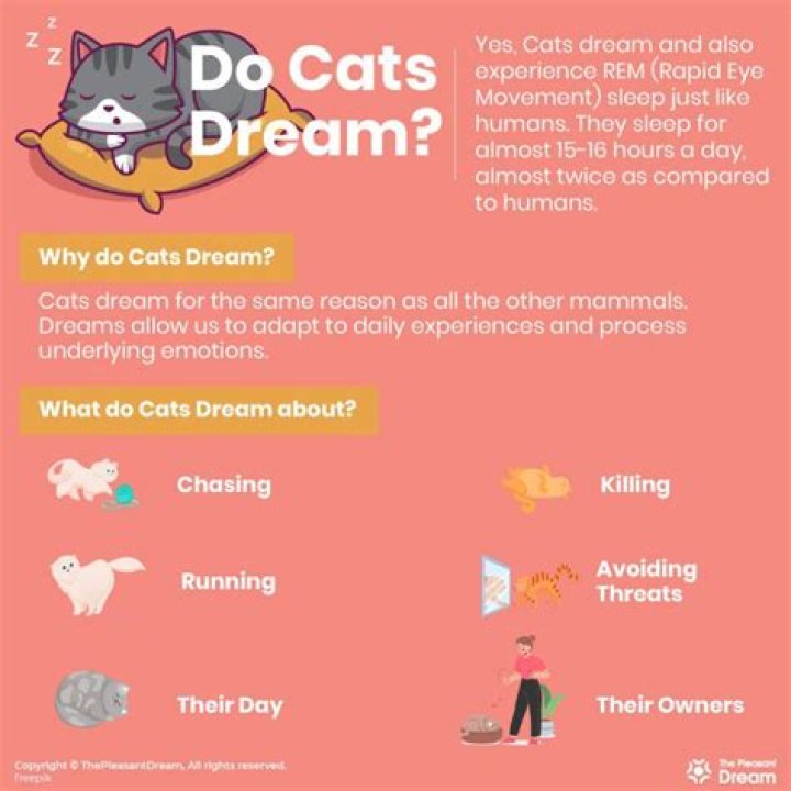 What do cats dream about?