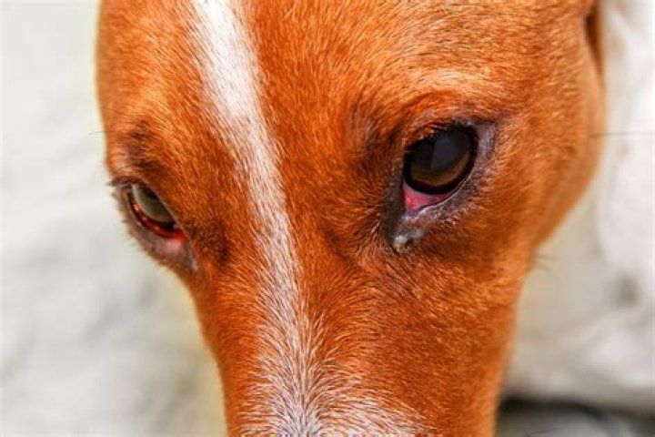 What do dogs eyes look like when they are dying?