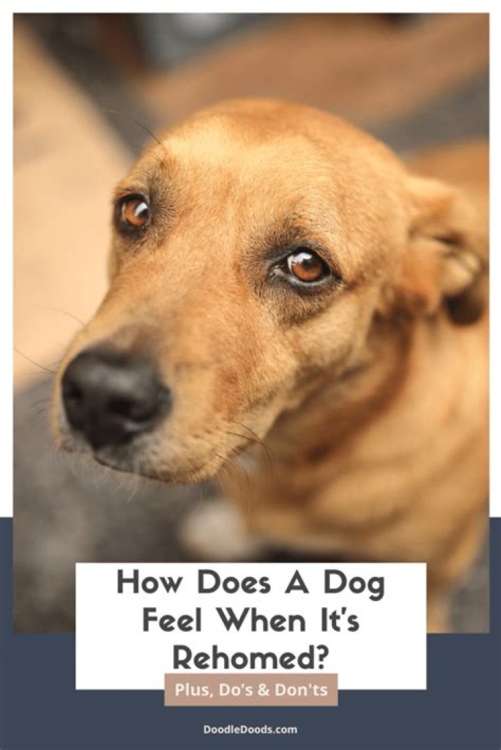 What do dogs feel when their owner dies?