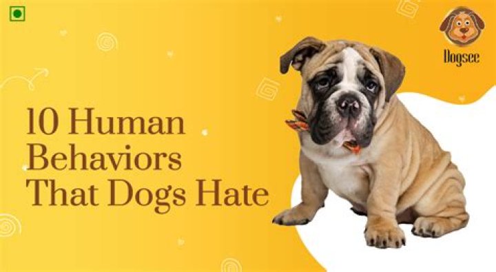 What do dogs hate about humans?