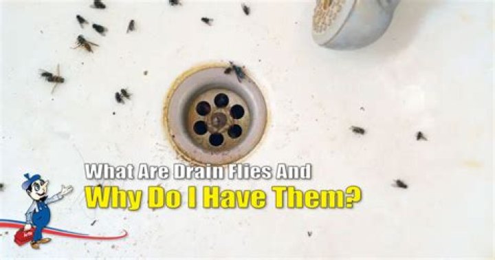 What do drain flies and worms look like?