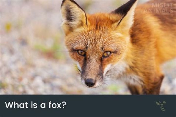 What do foxes do when they feel threatened?