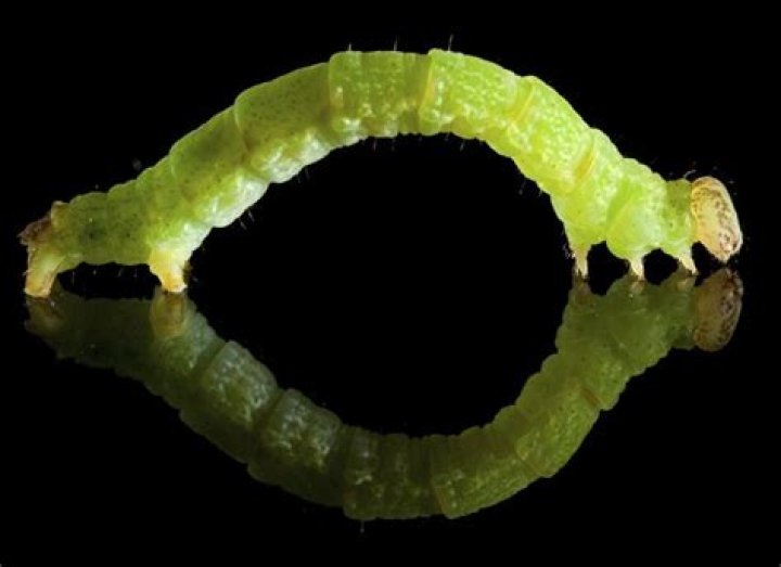 What do inchworms look like?